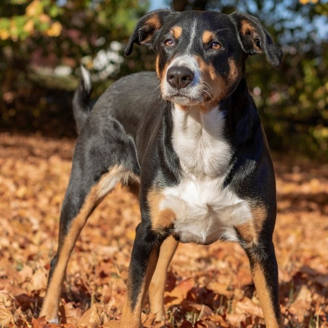 appenzeller köpek ırkı