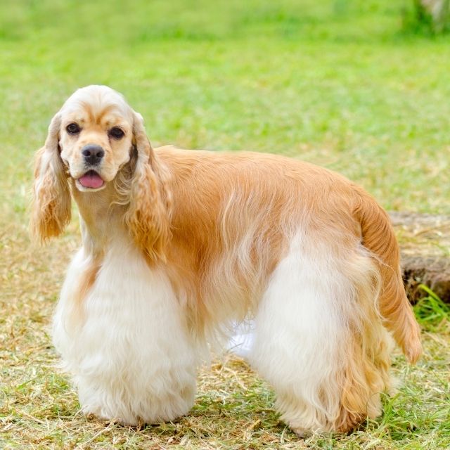 american cocker