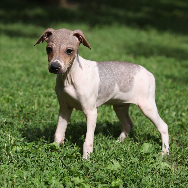 american hairless köpek