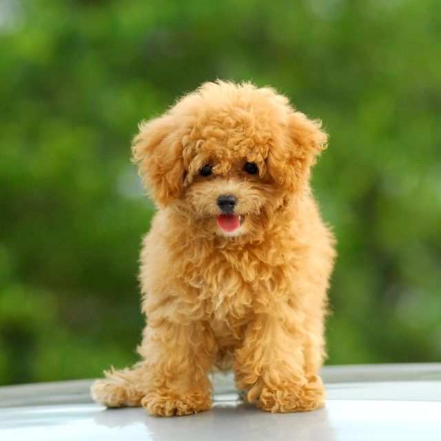 poodle