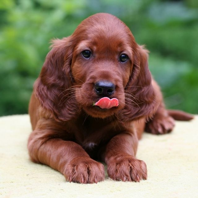 irish setter