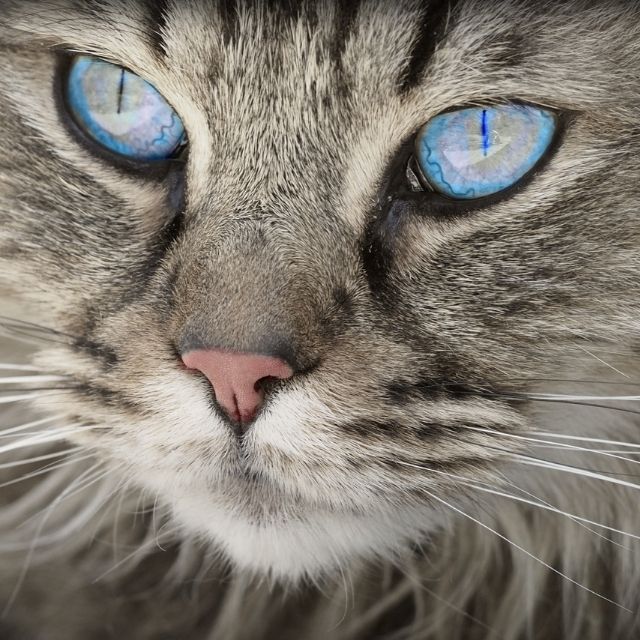 kedi bakışları ne anlama gelir