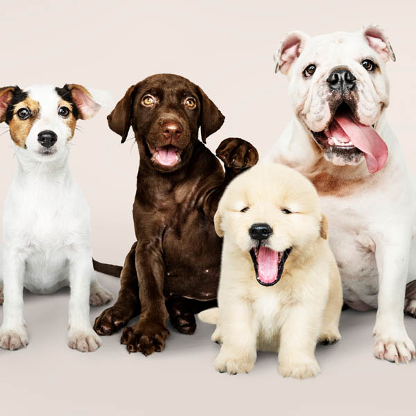 evcil hayvanlar köpek